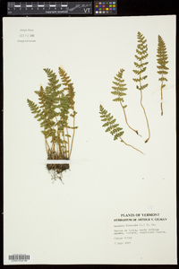 Woodsia ilvensis image