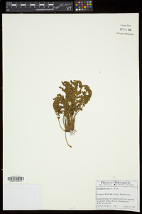 Woodsia ilvensis image