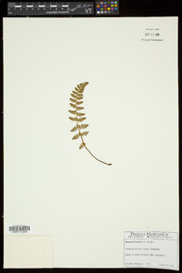 Woodsia ilvensis image