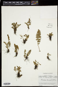 Woodsia ilvensis image