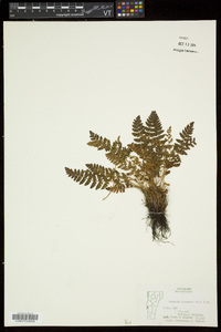 Woodsia ilvensis image