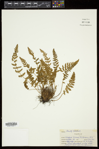 Woodsia ilvensis image