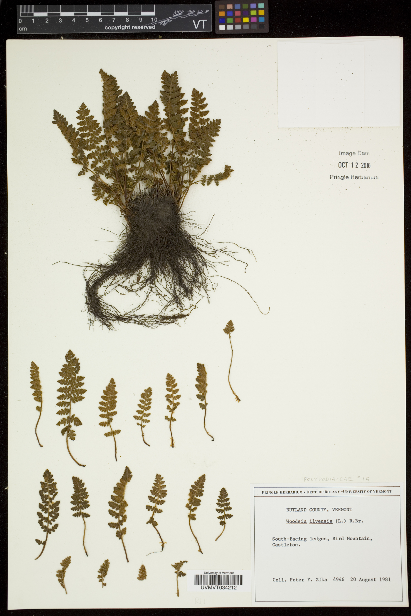 Woodsia ilvensis image