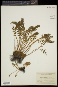 Woodsia ilvensis image