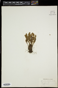 Woodsia ilvensis image