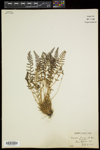 Woodsia ilvensis image