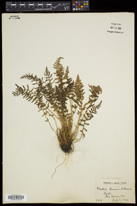 Woodsia ilvensis image