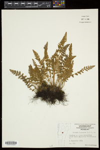 Woodsia ilvensis image