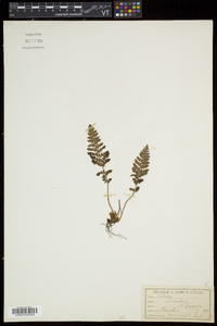 Woodsia ilvensis image