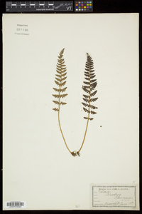 Woodsia ilvensis image