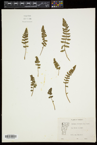 Woodsia ilvensis image