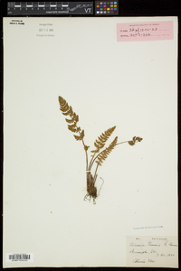 Woodsia ilvensis image