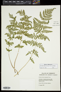 Woodsia obtusa subsp. obtusa image