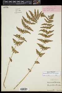 Woodsia obtusa subsp. obtusa image