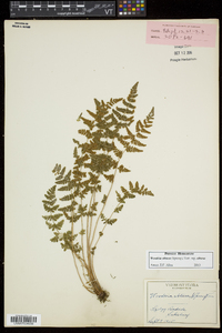 Woodsia obtusa subsp. obtusa image