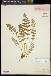 Woodsia obtusa subsp. obtusa image