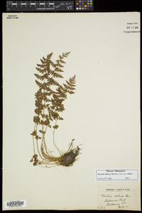 Woodsia obtusa subsp. obtusa image