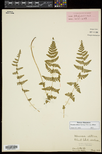 Woodsia obtusa subsp. obtusa image