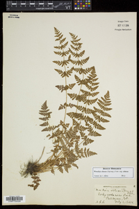 Woodsia obtusa subsp. obtusa image