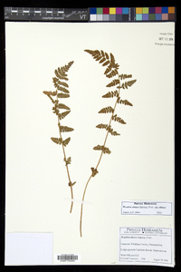 Woodsia obtusa subsp. obtusa image