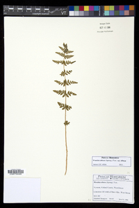 Woodsia obtusa subsp. obtusa image