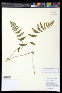 Woodsia obtusa subsp. obtusa image