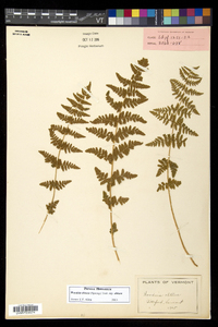 Woodsia obtusa subsp. obtusa image