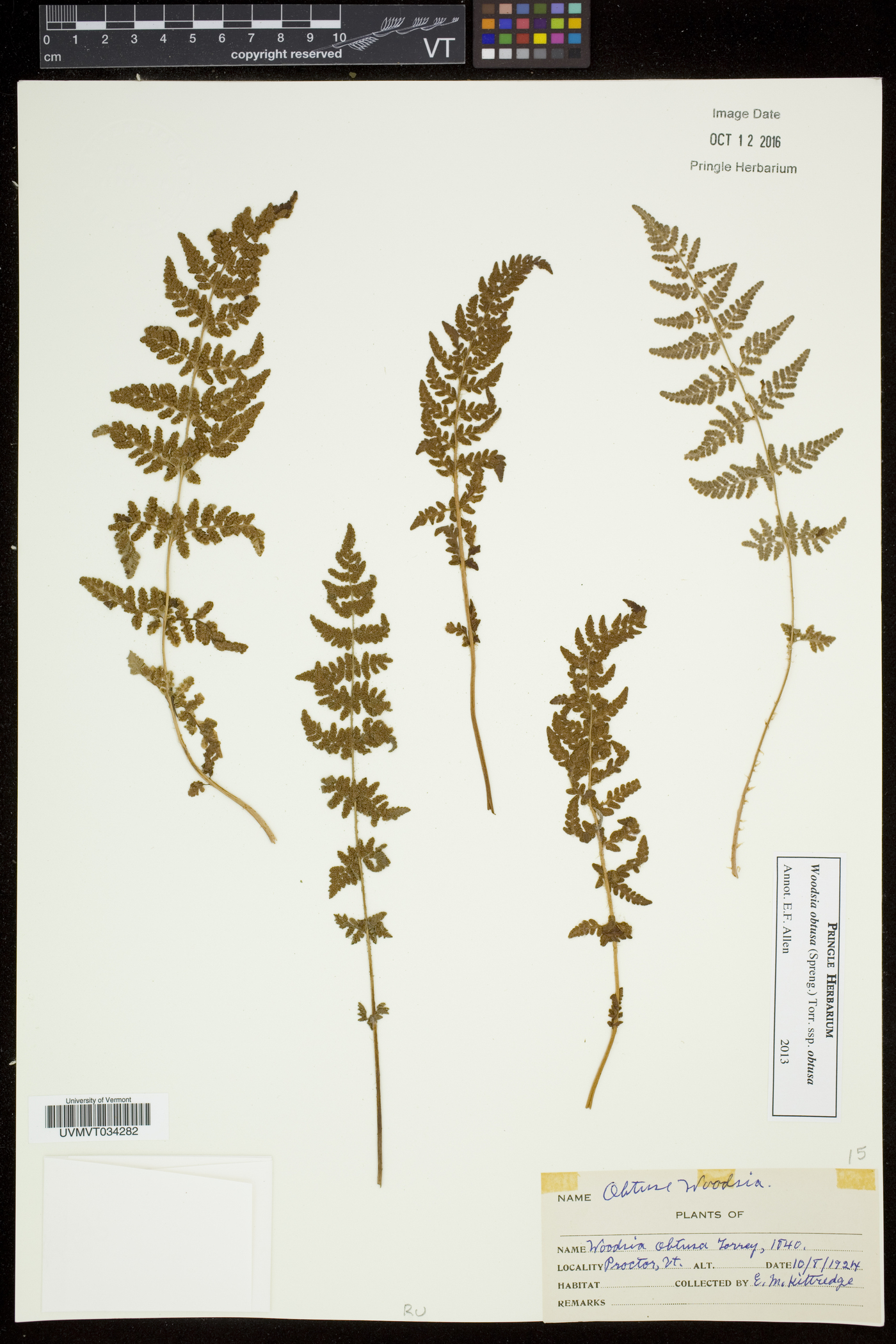 Woodsia obtusa subsp. obtusa image