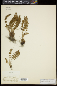 Woodsia ilvensis image