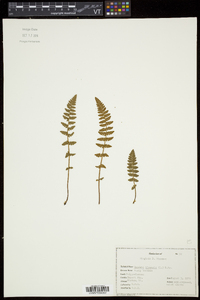 Woodsia ilvensis image