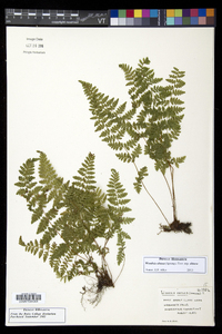 Woodsia obtusa subsp. obtusa image