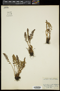 Woodsia ilvensis image