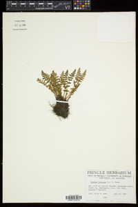 Woodsia ilvensis image