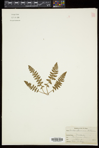 Woodsia ilvensis image