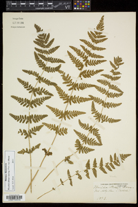 Woodsia obtusa subsp. obtusa image