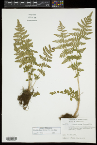 Woodsia obtusa subsp. obtusa image