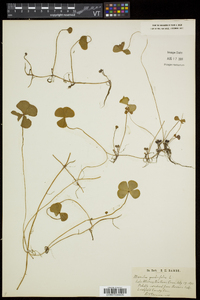 Marsilea quadrifolia image