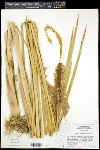 Typha angustifolia image