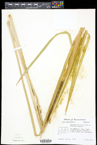 Typha angustifolia image