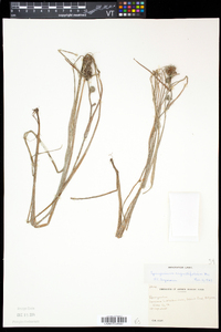 Sparganium angustifolium image