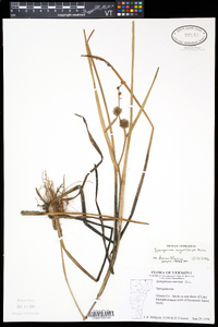 Sparganium angustifolium image