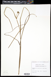 Sparganium angustifolium image