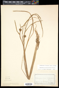 Sparganium angustifolium image