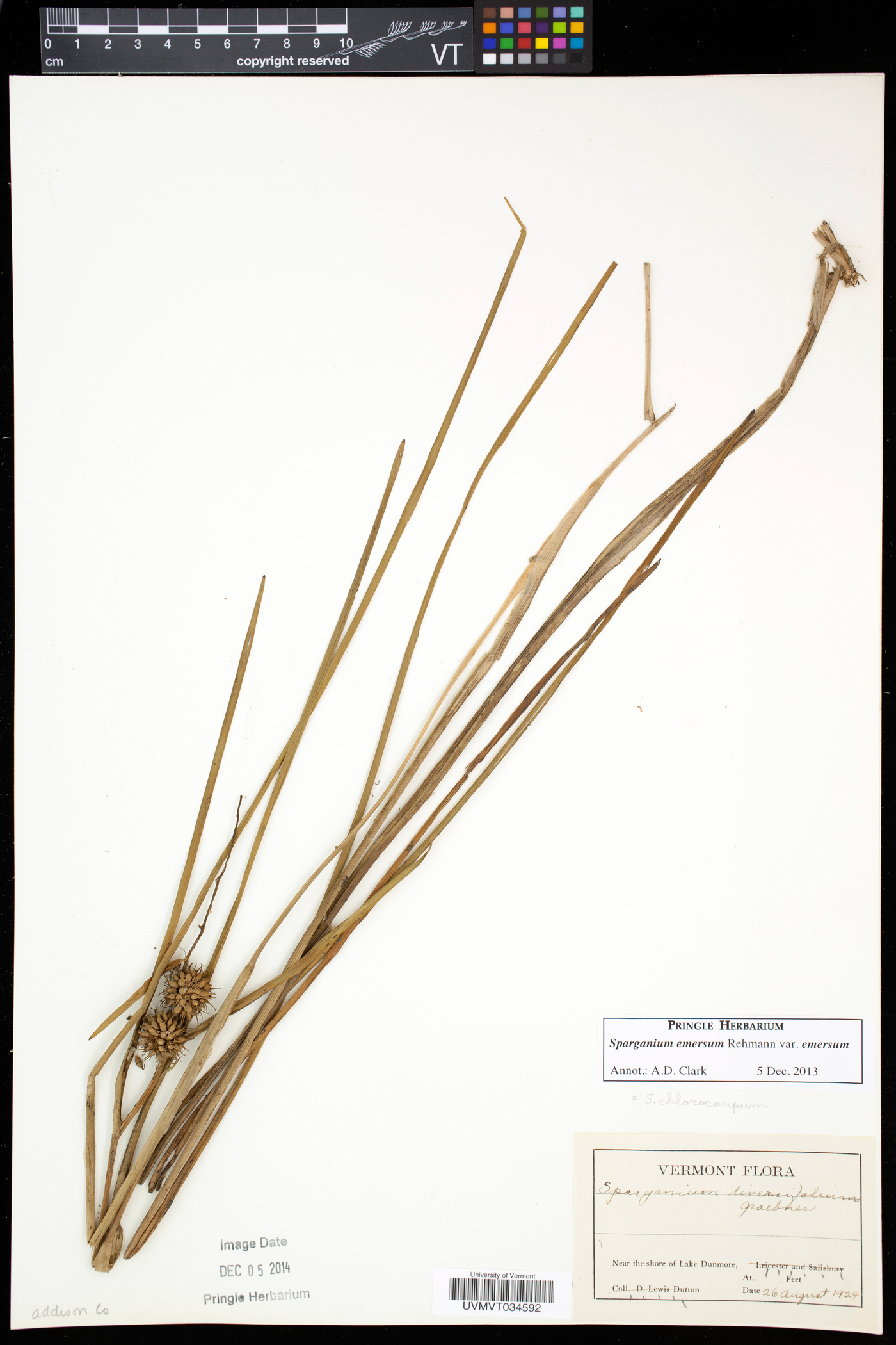 Sparganium emersum var. emersum image