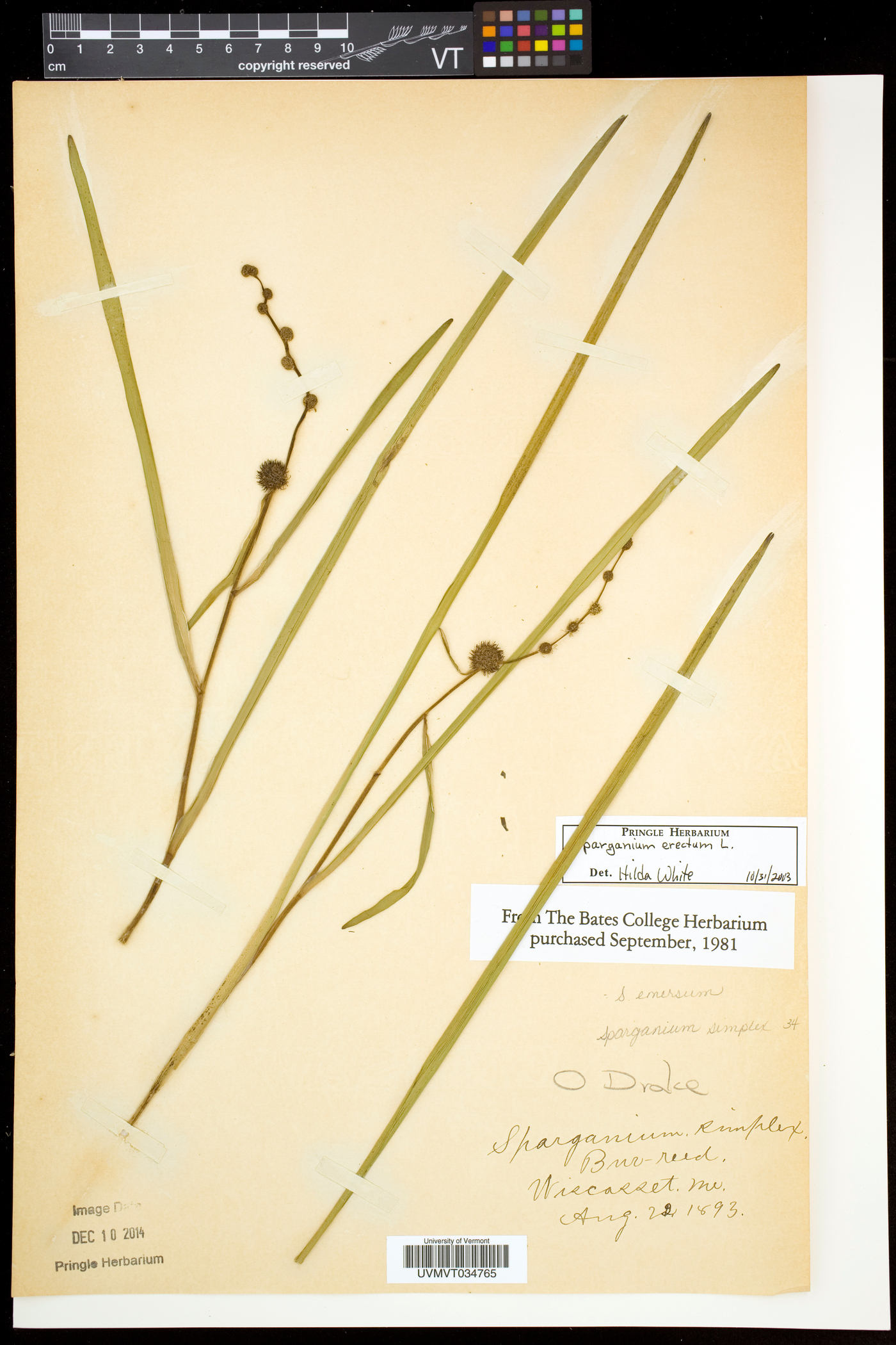 Sparganium erectum image