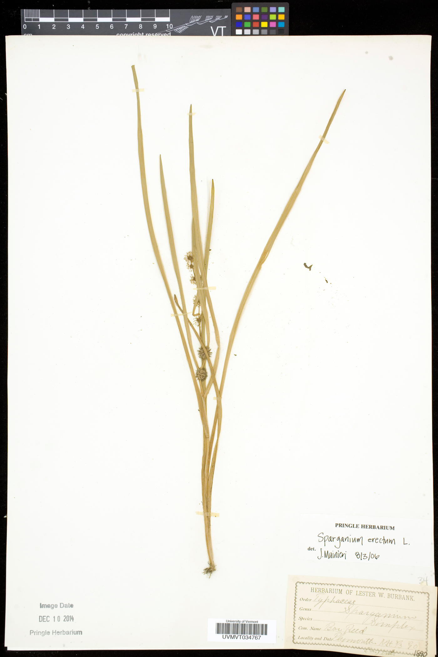 Sparganium erectum image