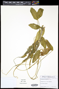 Potamogeton amplifolius image