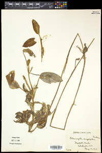 Potamogeton amplifolius image