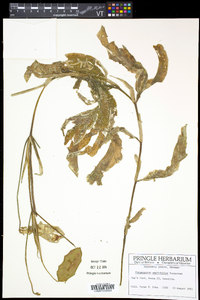 Potamogeton amplifolius image