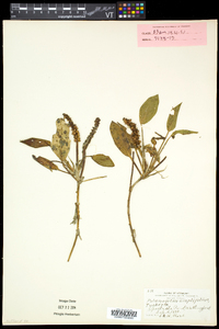 Potamogeton amplifolius image